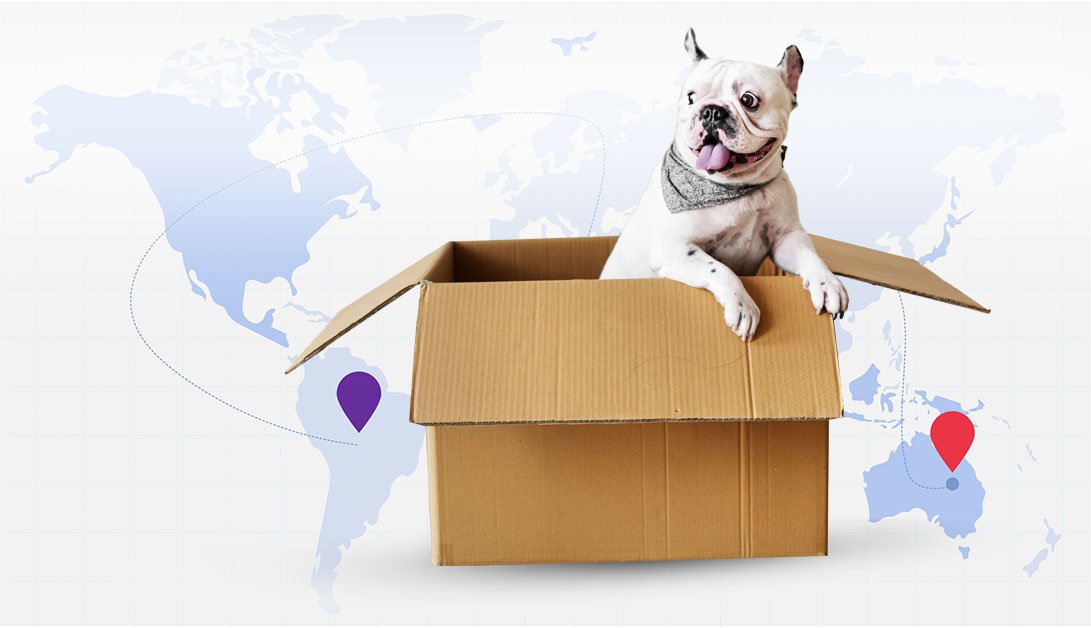 Pet Relocation Services